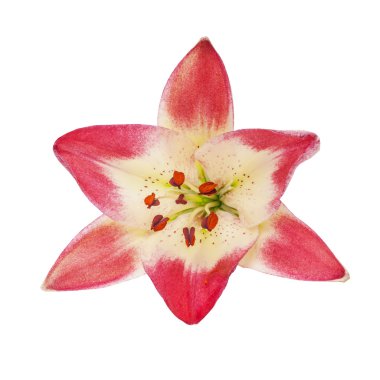 Kırmızı lily çiçek