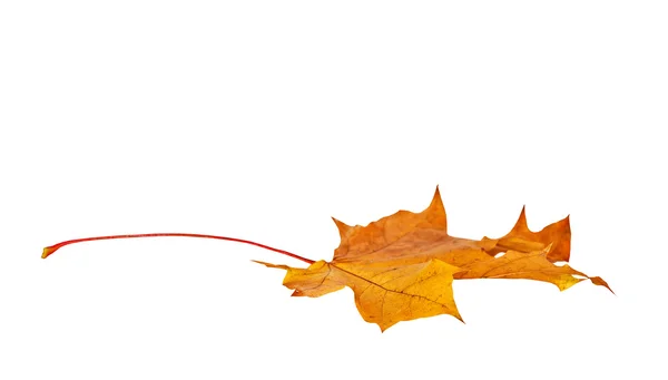 Outono folha de bordo isolado — Fotografia de Stock