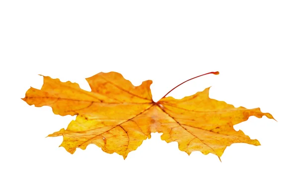 Осенний кленовый лист изолирован — стоковое фото