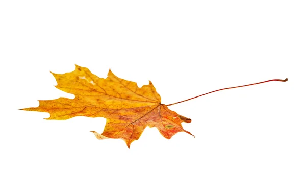 Осенний кленовый лист изолирован — стоковое фото