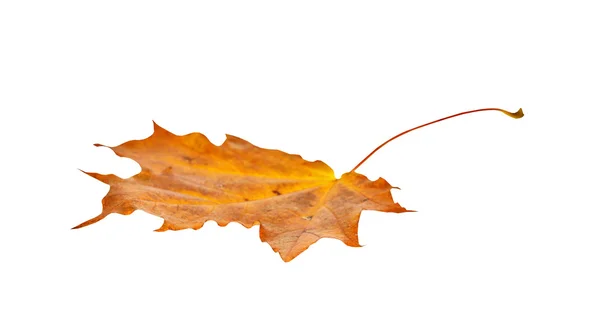 Autumn maple leaf isolated