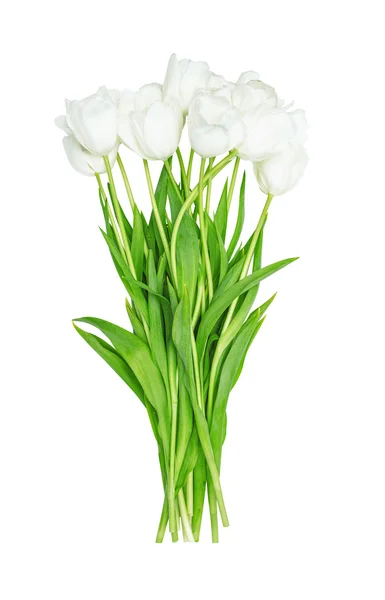 Boeket verse witte tulpen — Stockfoto