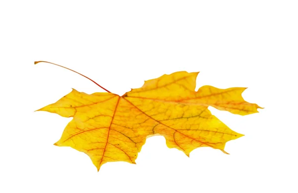 Autumn maple leaf isolated — Stock Photo, Image