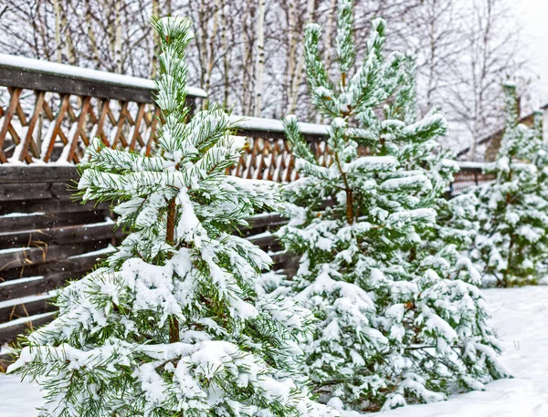 树枝在已经倒下的雪的重压下弯了弯 雪花都看得见 — 图库照片