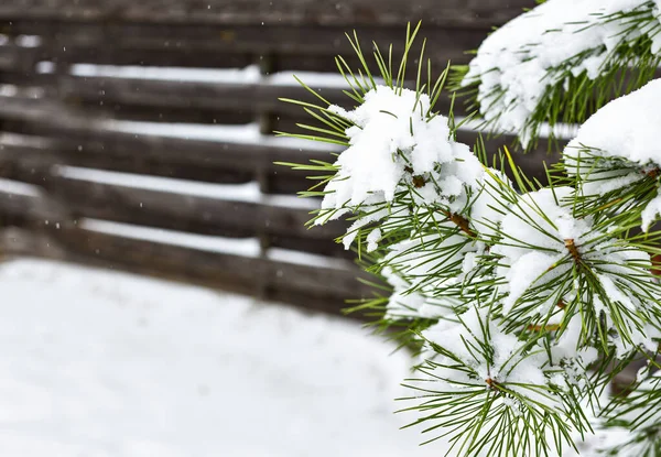 Tall Grenar Närbild Tung Snö Snöfall Snöflingor Syns Mörk Bakgrund — Stockfoto