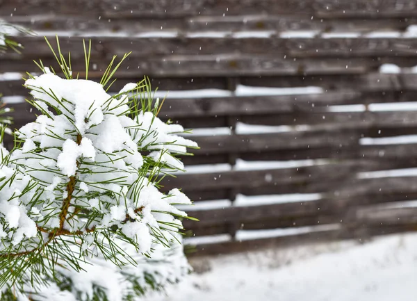 Gros Plan Sur Les Branches Pin Neige Épaisse Chute Neige — Photo