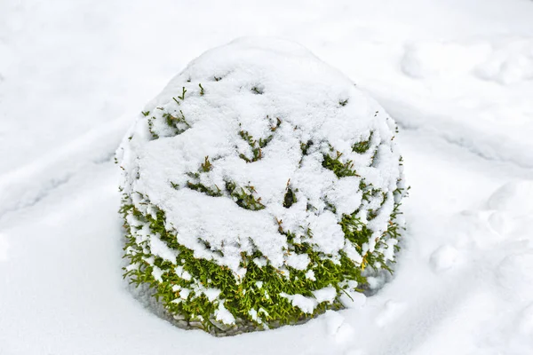 Thuja Danica Vintern Efter Kraftigt Snöfall Snödrivor Många Snöflingor — Stockfoto