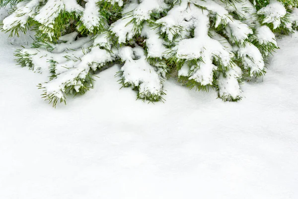 Sněhem Pokryté Borové Větve Silném Sněžení Místo Pro Text — Stock fotografie