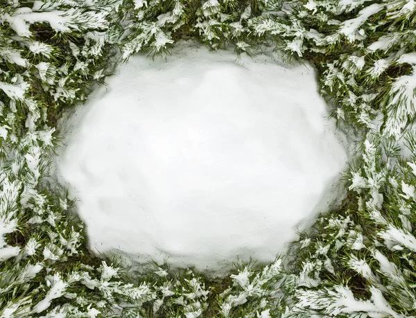 大雪后被雪覆盖的松树枝条 放在你的文字位置上 — 图库照片