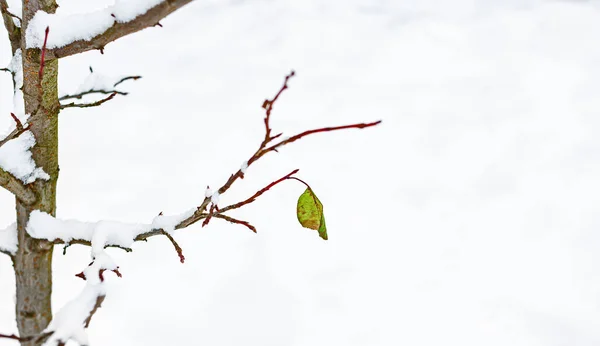 Ramas Árbol Frutal Ciruelas Bajo Nieve Después Fuertes Nevadas Heladas Imagen de archivo