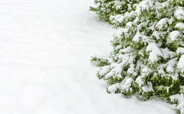 Ramas Pino Cubiertas Nieve Después Fuertes Nevadas Lugar Para Texto Imagen de archivo