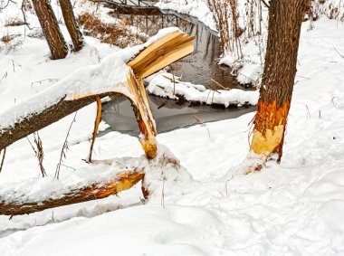 Treshnya nehrindeki kunduzlar tarafından çiğnenmiş ağaçlar, Zaoksky bölgesi, Tula bölgesi. Karlı kış.
