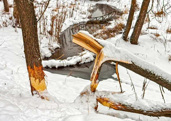 Alberi Rosicchiati Viziati Castori Sul Fiume Treshnya Distretto Zaoksky Regione — Foto Stock