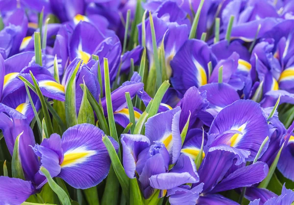 Bunga-bunga besar yang indah iris, latar belakang — Stok Foto