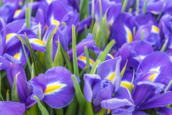 The big beautiful bouquet irises, background — Stock Photo, Image