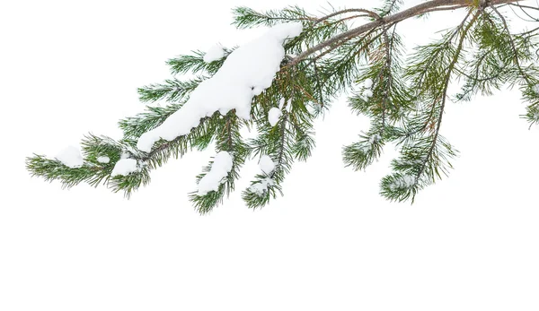 Заснеженная ветвь сосны, изолированная на белом снегу — стоковое фото