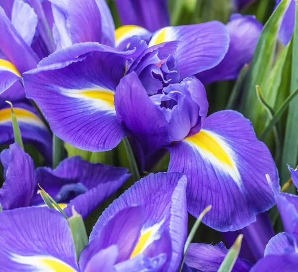 The big beautiful bouquet irises — Stock Photo, Image