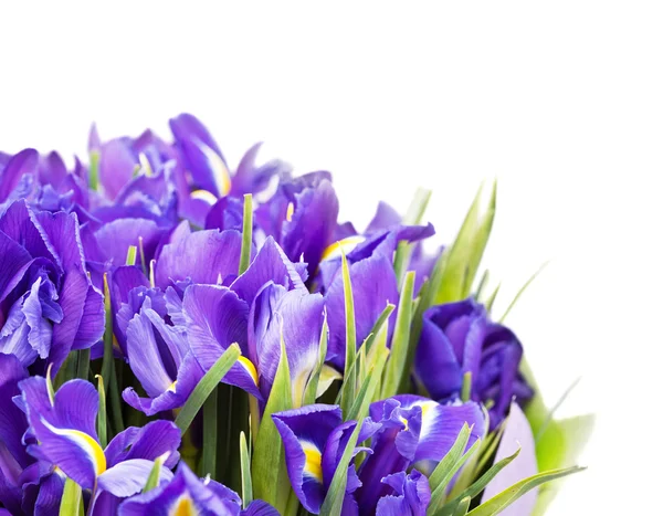 De grote mooie boeket iris — Stockfoto