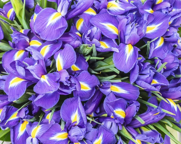The big beautiful bouquet irises — Stock Photo, Image