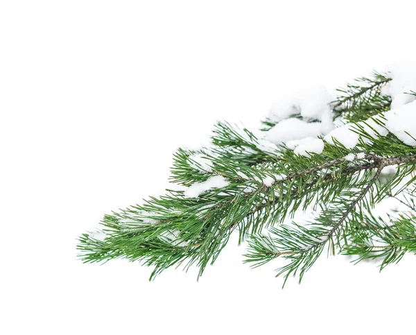 La rama cubierta de nieve — Foto de Stock