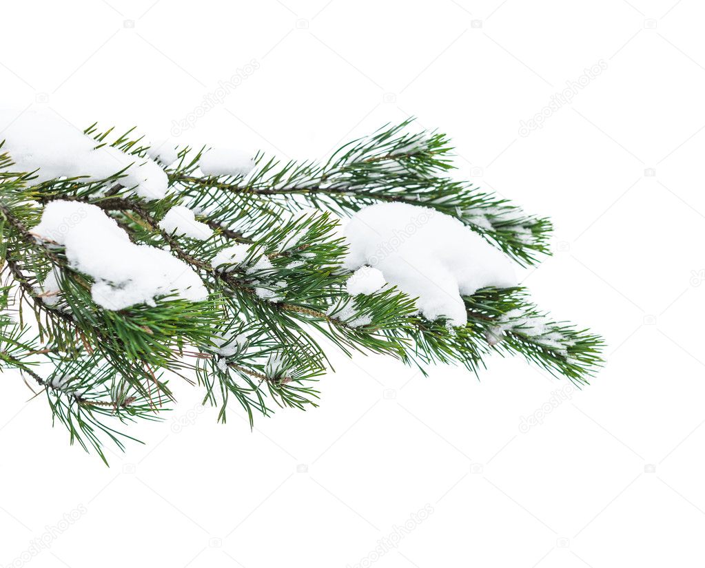 The snow-covered branch