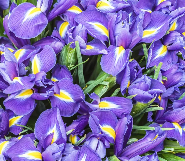 The big beautiful bouquet irises — Stock Photo, Image