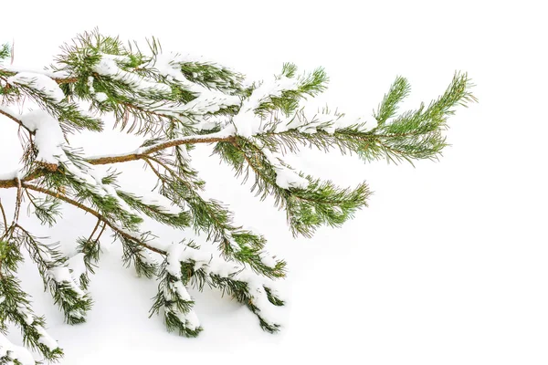 De met sneeuw bedekte tak — Stockfoto