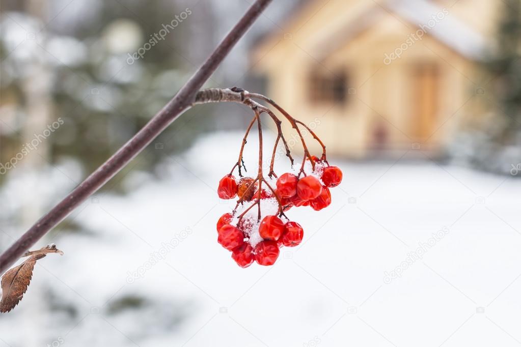 the red mountain ash