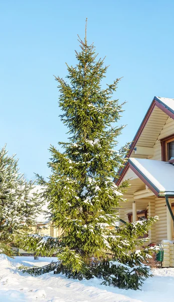 FIR-snöklädda trädgren — Stockfoto