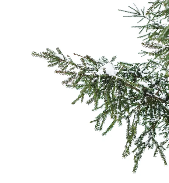 Pokryte śniegiem oddział — Zdjęcie stockowe