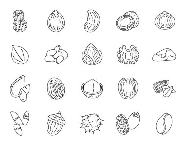 Healthy nut set in outline line art, peanut and almond, cashew, coconut, hazelnut and pistachio, nutlet, pumpkin seed, nutmeg, pecan, sunflower seed and acorn, chestnut, coffee bean