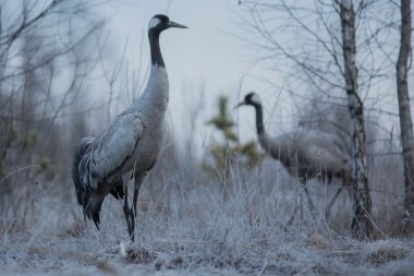 Birkaç gri Vinçler