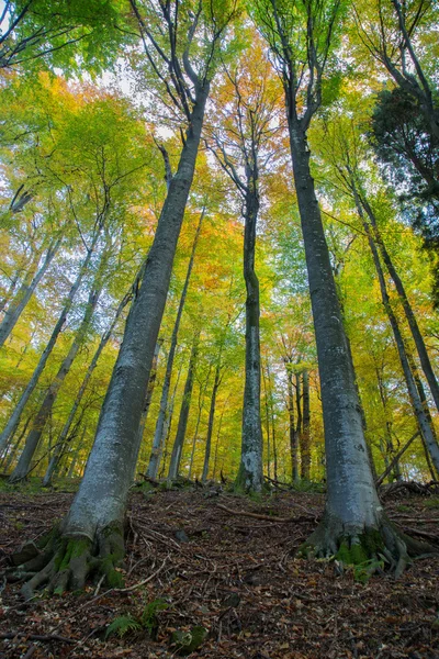 Beech forest in autumn — Stock Photo, Image