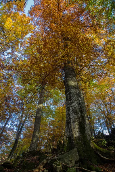 Beech forest in autumn — Stock Photo, Image