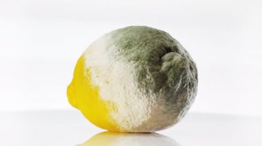 Kalıp beyaz üzerinde dönen çürük limon kaplı