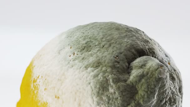 Faule Zitrone bedeckt mit Schimmel, der sich über Weiß dreht — Stockvideo