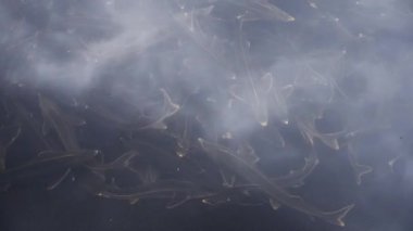 Mersin balığı balık suda balık çiftliğinde çalışır.