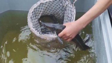 Mersin balığı (yıldız) yakalamak ve daha önce bir balık çiftliği satışa öldürüyor