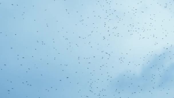 Gnats cloud swarming in front of blue sky — Stock Video