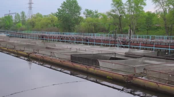 Ladang ikan Starlet di sungai air tawar — Stok Video