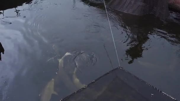 Un gros esturgeon flotte dans l'eau dans une pisciculture — Video