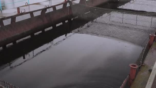 Starlet ferme piscicole sur une rivière d'eau douce — Video