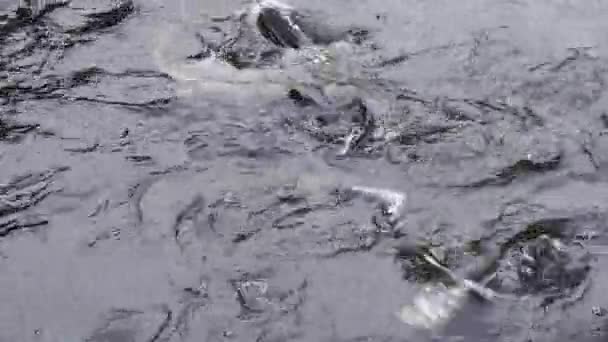 Sturgeon shoal runs in water — Stock Video