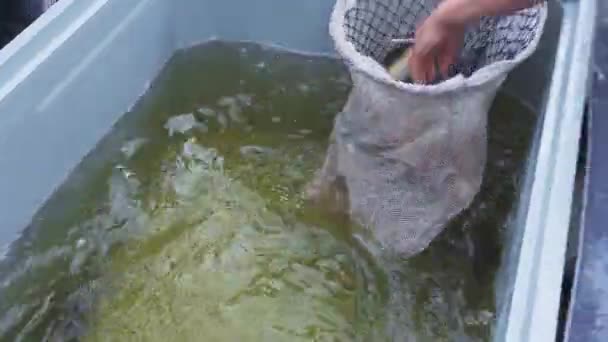 Sturgeon (starlet) is catching and killing before sale on a fish farm — Stock Video