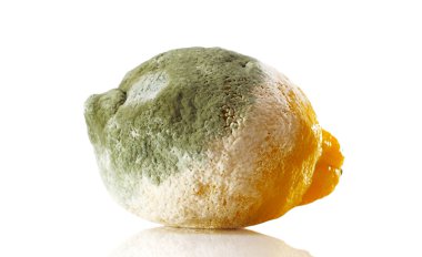 Çürük limon kalıp ile kaplı