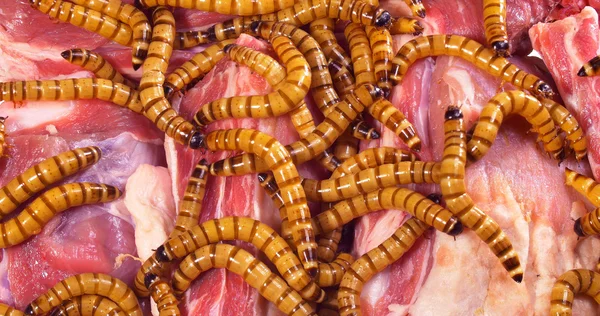 Червоний зіпсований яловичий стейк, потворна концепція нездорової їжі — стокове фото