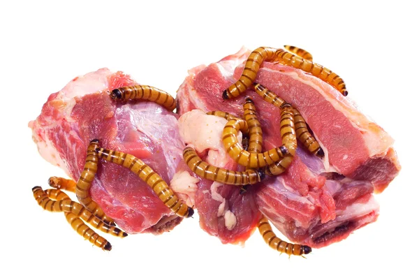 Wormy spoiled beef steak, ugly unhealthy food concept — Stock Photo, Image
