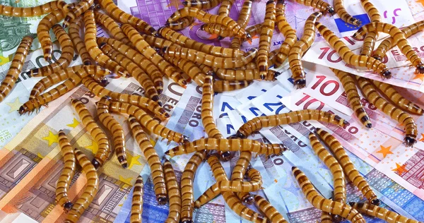 Big ugly worms crawling over euro banknotes background — Stock Photo, Image