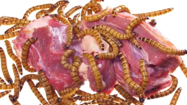 有虫被宠坏了的牛排，丑的不健康食品的概念 — 图库视频影像