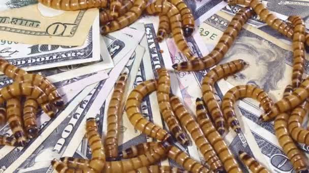 经济的危机理念与钱和蠕虫 (特写背景) — 图库视频影像